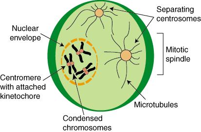 Mitóza - Profáze kondenzace chromosomů stále patrné jako dlouhé tenké struktury tvorba mitotického vřeténka mikrotubuly + proteiny iniciace rozpadu