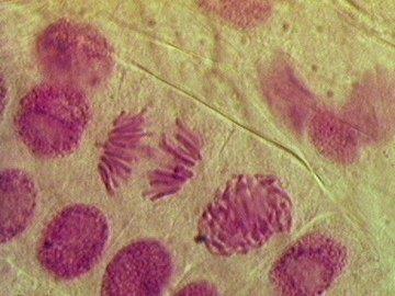 buňky - chromosomy dceřinných buněk k
