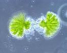 Mitóza - Telofáze a cytokineze Telofáze opětná dekondenzace chromosomů