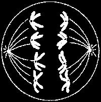 Meióza I anafáze I probíhá disjunkce chromosomy se rozcházejí k opačným pólům buňky vždy jeden z páru redukce počtu chromosomů rozchod chromosomů k opačným pólům je náhodný, náhodná kombinace