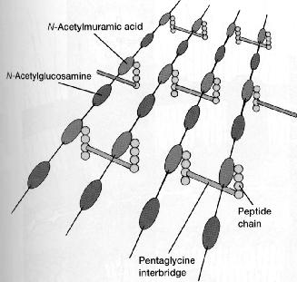 peptidoglykan /mukopeptid/ - kostra (N-acetylglukosamin + k.