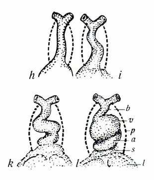 c) Starší embryo s S-formovaným zakřivením srdeční trubice (H), obklopeno