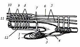 3. STAVBA SRDCE 3.1 BEZLEBEČNÍ (CEPHALOCHORDATA) KOPINATEC Chybí zřetelně diferencované vakovité srdce. (Sigmund a kol.