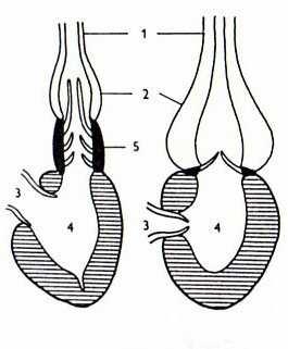 Obrázek 16 Schéma srdce: mnohokostatí (rod Amia) a kostnatí (Gaisler, 1983) Legenda: 1 truncus arteriosus, 2 bulbus arteriosus, 3 atrium cordis, 4 ventriculus cordis, 5 conus arteriosus Srdeční