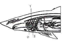 3.2.2. PARYBY (CHONDRICHTHYES) Srdce se nachází za žábrami přibližně v úrovni prsních ploutví.je chráněno chrupavčitou osrdečníkovou schránkou. (Sigmund a kol.