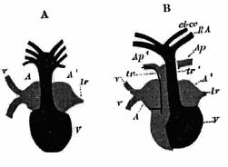 na dorsální cavum pulmonale a ventrální cavum aorticum. Díky tvorbě další dělící stěny se odděluje distálně konec truncu v prostoru, který má pokračování v krční tepně a aortě.