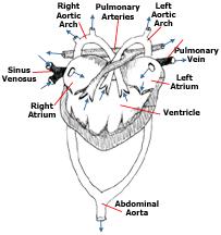 Obrázek 27 Srdce obojživelníků vnitřní pohled, (URL 1) U bezplicných mlokovitých (Salamandrideae), jimž chybí septum, je