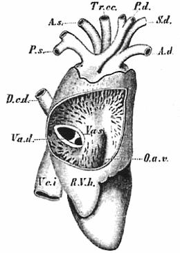 3.2.5. PLAZI (REPTILIA) Také u plazů vzniká srdce daleko vepředu v blízkosti hlavy, příp.