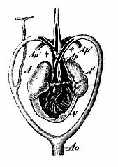 Obrázek 30 Řez srdcem varana, (Berr, 1928) Legenda: A, A 1 - atria, Ao - Aorta, Ap, Ap 1 - arteria a vena pulmonalis, V ventriculus, + a * - pravý a levý oblouk aorty Plicní žíly se spojují před svým