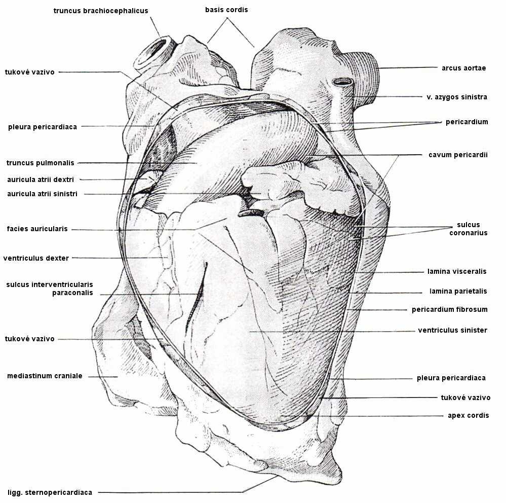 V úzké štěrbinovité perikardiální dutině (cavum pericardii) je mezi pericardium serosum a epikardem malé množství tekutiny (liquor pericardii), která vlhčí jak povrch srdce, tak vnitřní plochu
