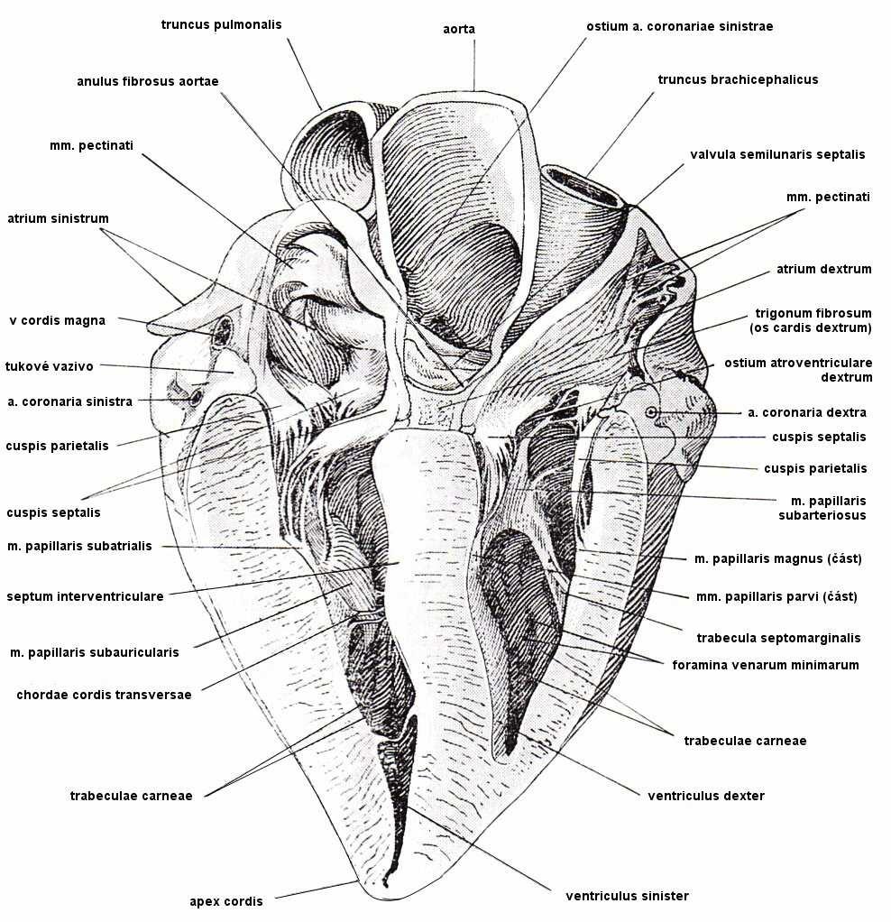 také význam ligamentum sternopericardiacum, které fixuje srdce ke sternu nebo ligamentum phrenicopericardiacum, které připojuje perikard ventrokaudálně k bránici.