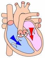Obrázek 39 Systola a diastola, (URL 2) V první fází při systole komor se musí nejdříve zvýšit tlak na výši tlaku v aortě. V druhé fázi se smrštěním komorového svalstva krev vypudí do aorty.