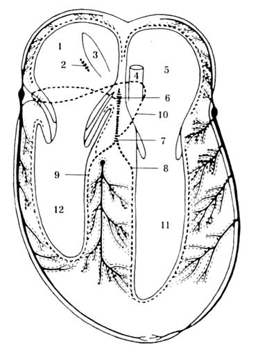 Nodus atrioventricularis leží v kaudodorzální části mezipředsíňové přepážky, ventrálně a vlevo od venae cavae cranialis sinsitrae.