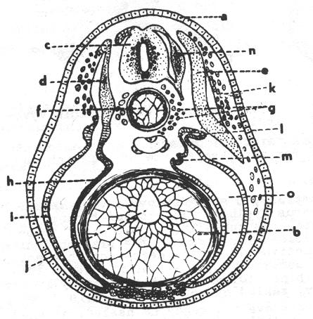 2. EMBRYOLOGIE STRUNATCŮ U strunatců vzniká oběhový systém z velké části z mesenchymálních buněk, které se oddělují z křídel mezodermu ještě dříve, než nabude coelomového charakteru.