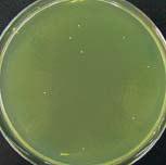 99% Kitasato Environmental Science Center (Japan) Virus chřipky typu H3N2 (asijská chřipka) odstraněno 99.99% Yonsei University (Korea) Koronavirus (stejného rodu jako SARS) odstraněno 99.