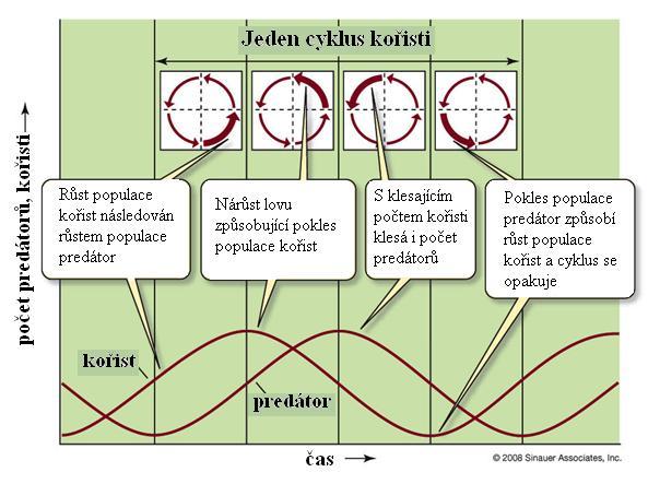 2) MATLAB diferenciální rovnice Lotka-Voterova modelu jsou v matlabu vypočítány pomocí funkce ODE23. Hodnoty parametrů lze měnit v souboru params.m. Počáteční podmínky, popisující počet kořisti a predátorů na začátku pozorovaného období se mění přímo v souboru lotka_volterra.