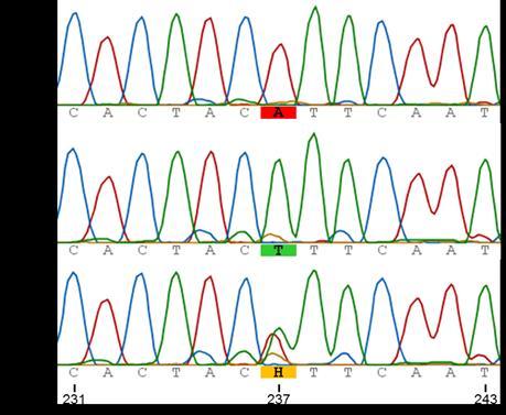 M A B H 1000 bp 500 bp Obr. 8: Elektroforetogram markeru Xowm711. Produkty PCR byly separovány v 4% PAA gelu.