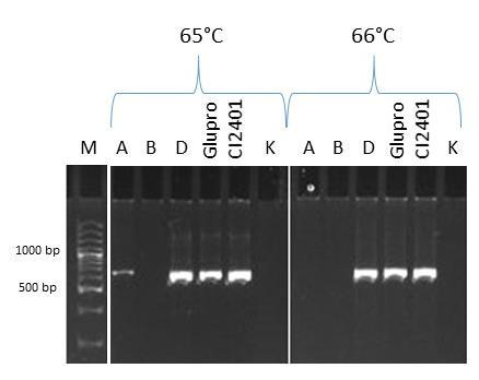 13: Optimalizace Ta pro primer 273 pomocí gradientové PCR. Elektroforetogram zobrazuje produkty PCR, která probíhala při různých Ta s použitím amplifikované DNA ramene 7DS.