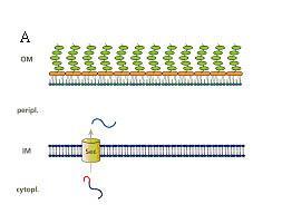 Většina bakteriálních proteinů určených k odchodu z cytoplasmy