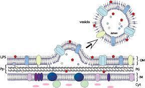 Transportní váčky vnější membrány outer membrane vesicles -OMV OMV zřejmě vznikají z periplasmatických výčnělků a propojují tak CM s OM.