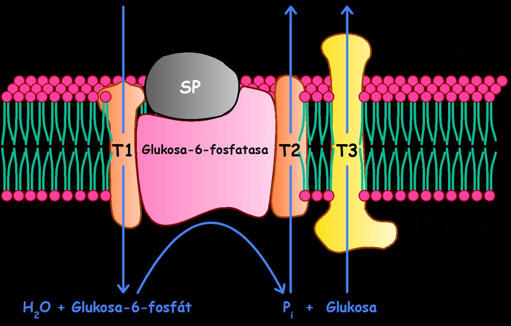 Tvorba volné glukosy v dutinkách endoplasmatického retikula (ER) působením glukosa-6-fosfatasy T1 transportuje G-6-P do