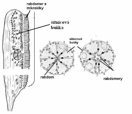 Obr.:15. Rabdom je útvar ve tvaru tyčinky, který tvoří na svém styku sítnicové buňky. Obsahuje skupinu těsně spojených mikrovláken (rabdomer), kde jsou uloženy světločivné pigmenty (URL 10).