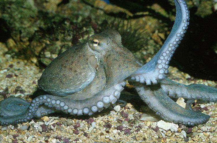 Obr.:27. Chobotnice s výrazným komorovým okem (URL 14). Embryonálně však vzniká jako komorové oko s everzní sítnicí, čímž se liší od oka obratlovců (obr.28). Rovněž vznik čočky je odlišný.
