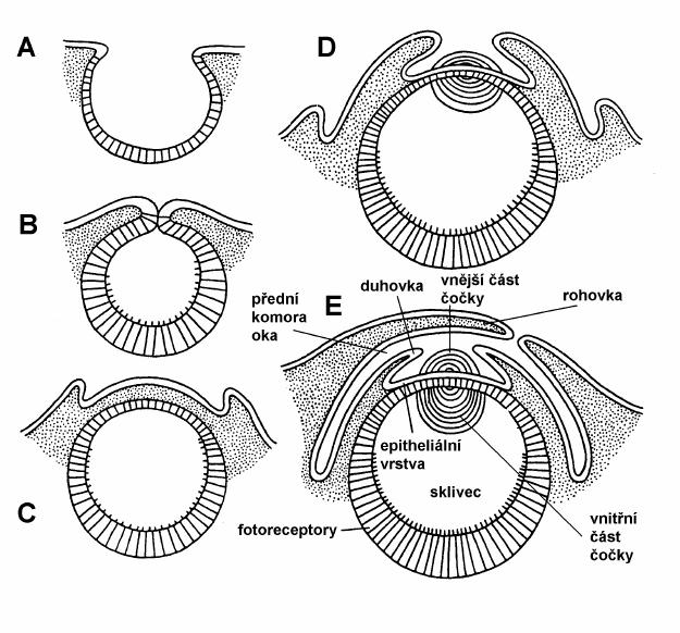 Obr:28. Ontogenetický vývoj oka hlavonožce (URL 11). Hlavonožci drží mezi všemi živočichy rekord ve velikosti oka.