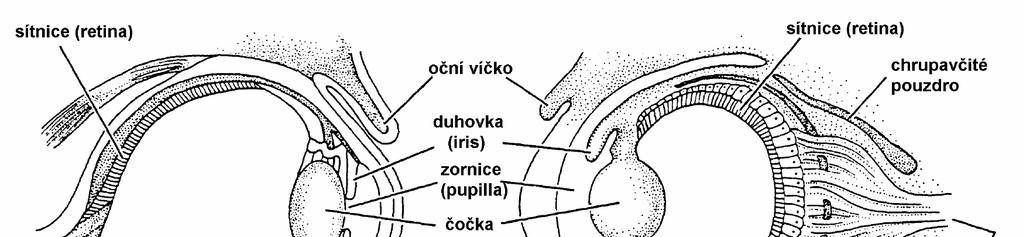 Obr.:29. Porovnání stavby oka obratlovců a chobotnice (Rosypal, 2003).