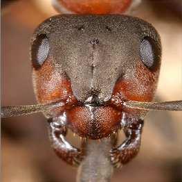 Složené oko zachycuje pohyb nesmírně rychle, což je velice důležité pro létající hmyz neustále ohrožený predátory. Pro srovnání, lidské oko umí odlišit maximálně padesát záblesků světla za sekundu.
