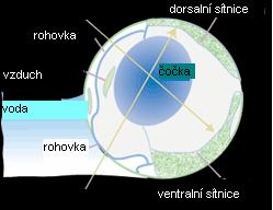 Spodní (ventrální) sítnice slouží k vidění nad vodou a horní (dorsální) sítnice slouží k vidění pod vodu (obr.33).