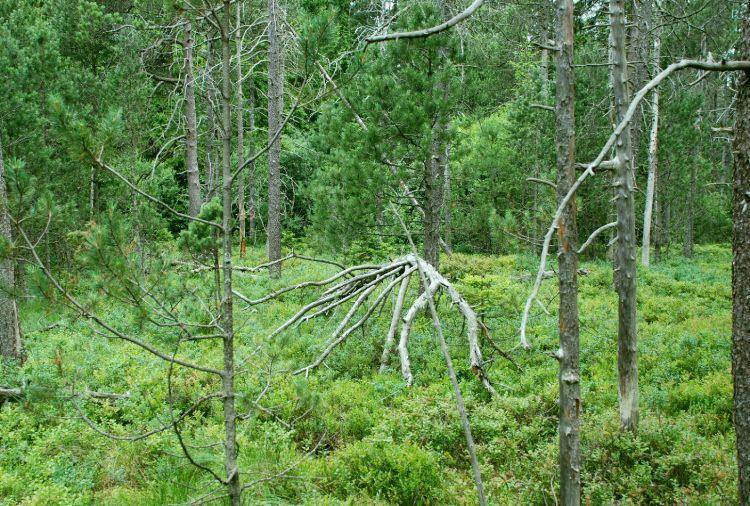 Les í vegeta e a rašeli iští h střed í h a horských poloh: Borovice blatka (Pinus uncinata ) Bříza pýřitá (Betula