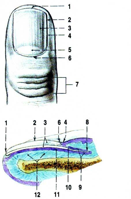 KOŢNÍ ADNEXA NEHET (UNGUIS UNGUIS) Silná, zrohovatělá, průhledná destička okraj tělo kořen kožní val lunula eponychium kořen nehtu spočívá na zárodečné vrstvě, odkud nehet roste (lunula) nehet je