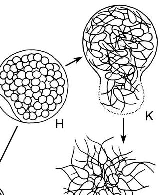 diplodní mitospory produkují sporofyty. U zelených řas rozlišujeme několik typů buněk sloužících k nepohlavnímu rozmnožování (Obr.