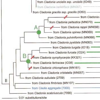 Obr: 9: Neshoda fylogenetických stromů řasových a houbových složek lišejníku dokládající neexistenci koevoluce těchto symbiontů.