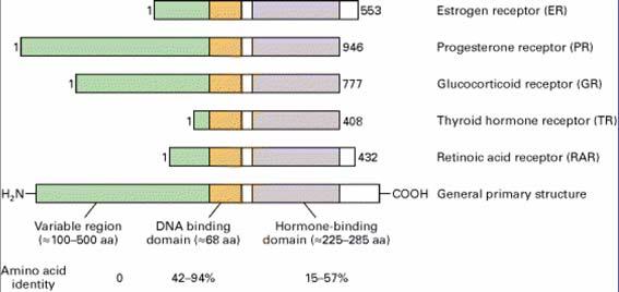 Obecná struktura jaderných receptorů AF-1 DBD LBD/AF-2 A/B C D N- -C E F AF-1 (A/B doména) oblast regulující aktivaci transcripce, nezávisle na ligandu DBD