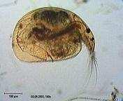 Kohorta: Anomopoda p. různonohé Čeleď: Chydoridae čočkovcovití velké, až 3 mm jako např.