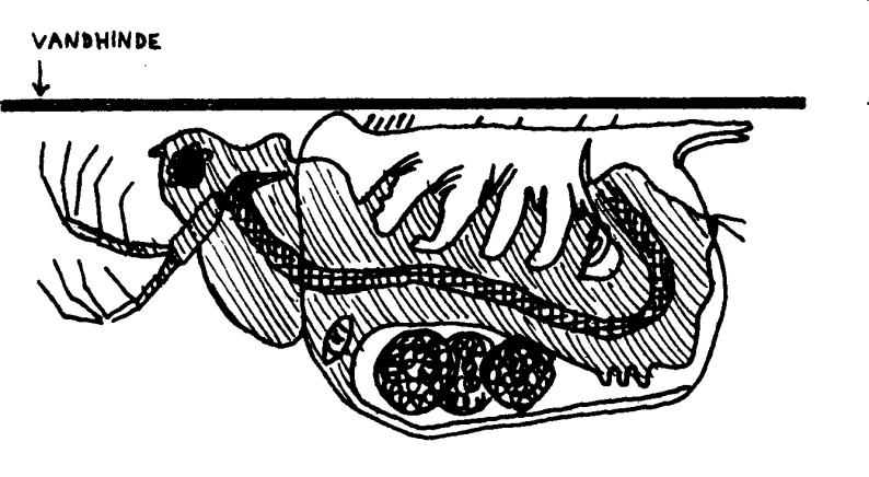 Simocephalus vetulus věšenka obecná Scapholeberis mucronata