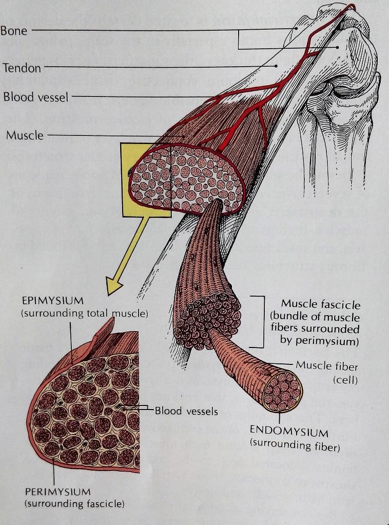 Obrázek č. 6 Pojivová tkáň svalu (Carola et al., 1992) 3.1.4 Šlacha Prostřednictvím šlachy je sval upnut na kost, popř.