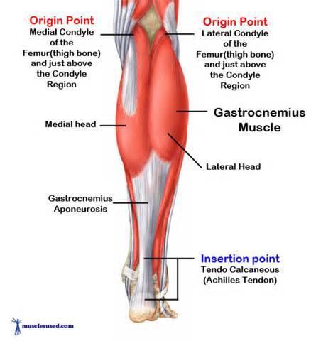 širokou šlašitou aponeurózou na arcus tendineus m.solei. Spojené 3 hlavy m.triceps surae vytváří jednotnou Achillovu šlachu tendo calcaneus Achillis, která se upíná na tuber calcanei.