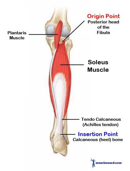 Musculus gastrocnemius navíc provádí flexi kolenního kloubu, avšak účinek na kolenní kloub je oproti účinku na nohu poměrně malý.