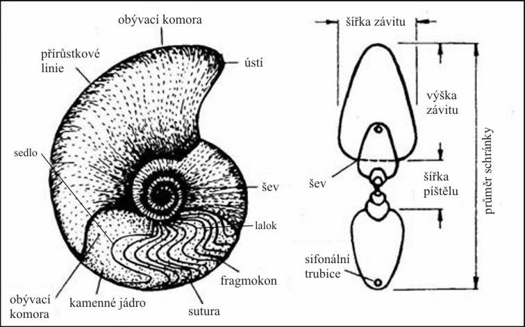 Systematická část Úvod Obr. 17. Schránka (fragmokon) amonita s popisem jednotlivých částí (www.geologie.vsb.cz).
