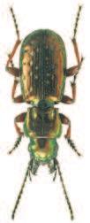 Soubor map rozš íření druhu Pterostichus pilosus (Host, 1789) (Coleoptera: Carabidae) v České republice) díky sběratelské oblibě se jedná o jednu z nejlépe probádaných čeledí hmyzu.