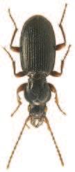 Soubor map rozš íření druhu Stomis pumicatus (Panzer, 1796) (Coleoptera: Carabidae) v České republice) díky sběratelské oblibě se jedná o jednu z nejlépe probádaných čeledí hmyzu.