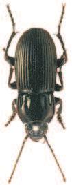 Soubor map rozš íření druhu Abax parallelepipedus (Piller & Mitterpacher, 1783) (Coleoptera: Carabidae) v České republice) díky sběratelské oblibě se jedná o jednu z nejlépe probádaných čeledí hmyzu.