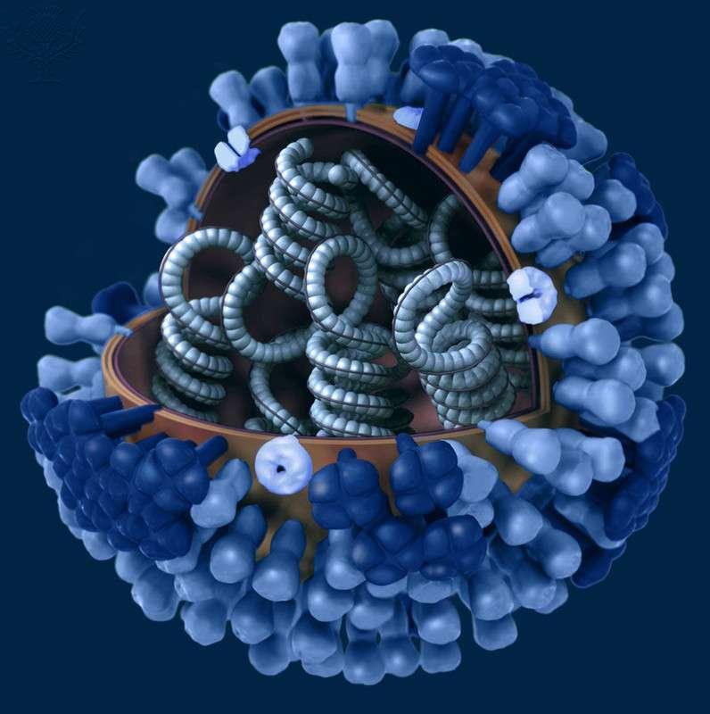(-)ssrna