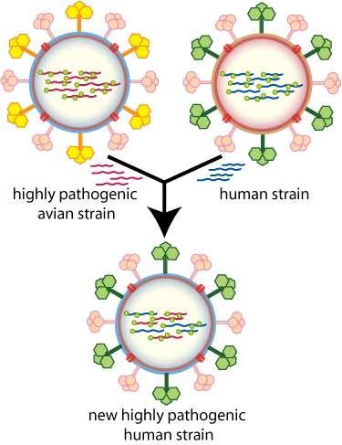 (-)ssrna VIRY - Chřipka http://en.wikipedia.