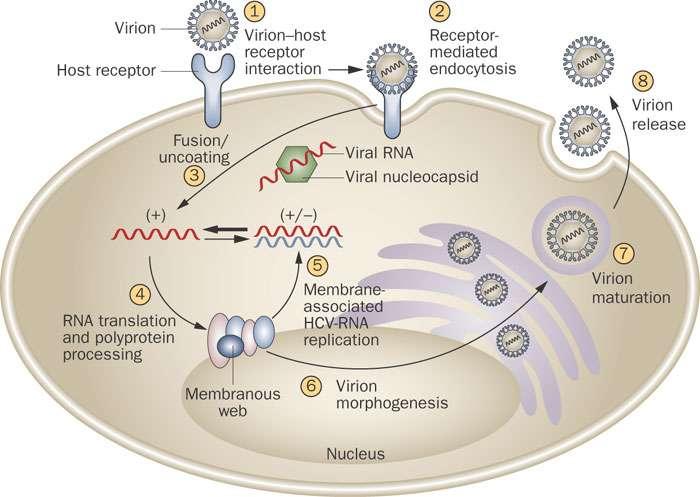 (+)ssrna VIRY