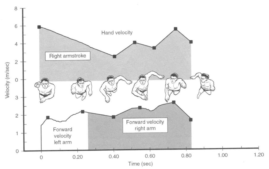 Obr. 8 Srovnání rychlosti rukou a dopředné rychlosti na trati 100 m vz ( Maglischo, 2003) V horní části grafu na obr.