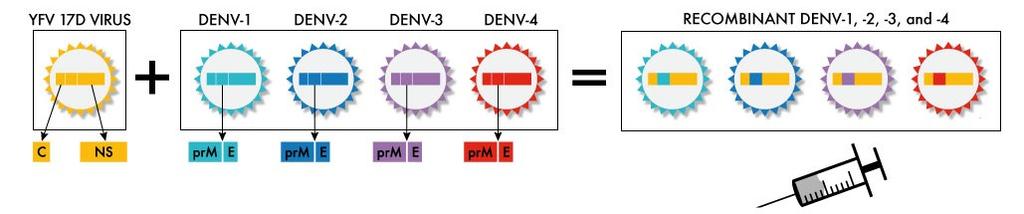 Vakcína proti dengue Dengue 17D 17D yellow Yellow fever fever Dengvaxia (Sanofi Pasteur) živá rekombinantní tetravalentní vakcína 4 genetické varianty pro každý serotyp Recombinant